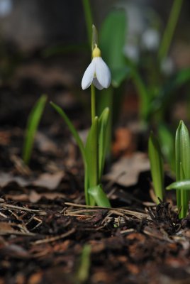 Galanthus nivalis - sněženka podsněžník